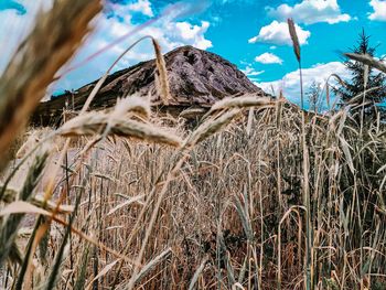 Close-up of crops on field against sky