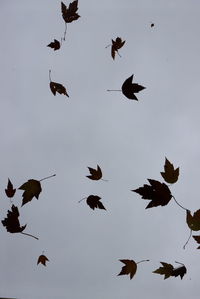 Low angle view of birds flying