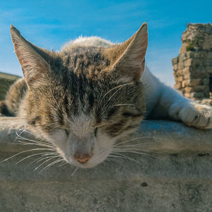 Close-up of a cat on the wall