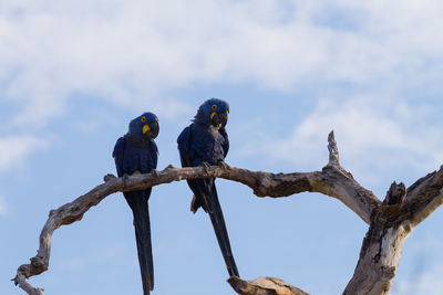 Low angle view of birds perching on branch against sky