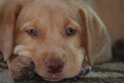 Close-up portrait of dog lying down