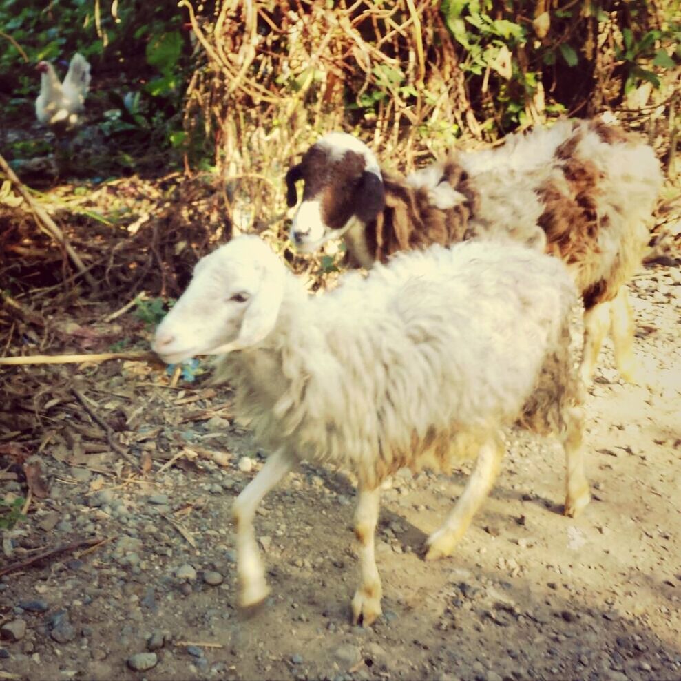 animal themes, mammal, domestic animals, field, young animal, high angle view, animals in the wild, wildlife, two animals, togetherness, livestock, full length, nature, standing, one animal, animal family, day, outdoors, zoology, walking