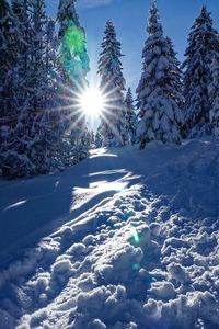 Snow covered trees against sky on sunny day