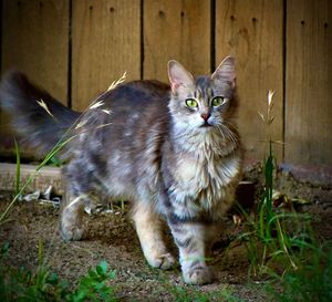 Close-up portrait of black cat on field