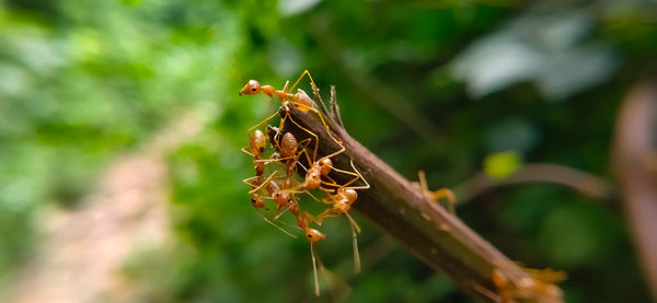 Close-up of insect on plant