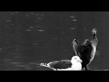 Side view of two birds in calm water