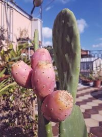 Close-up of pink prickly pear cactus