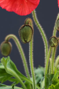 Close-up of flowering plant