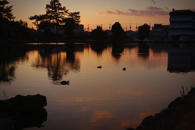 Silhouette birds swimming in lake