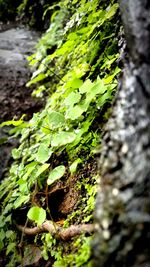 Close-up of fresh green plant