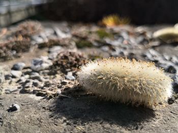 High angle view of a pussy willow