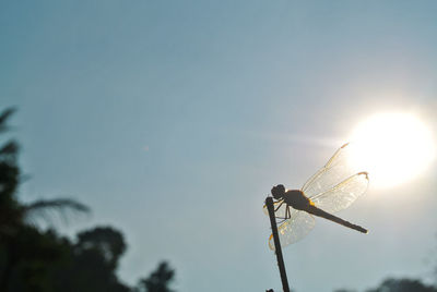 Low angle view of silhouette plant against sky