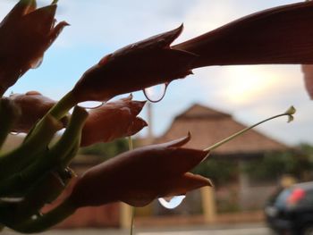 Close-up of hand holding flowering plant against sky