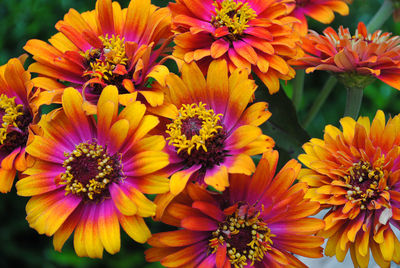Close-up of yellow flower