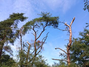 Low angle view of tree against sky