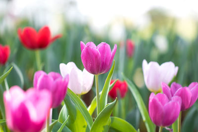 Close-up of pink tulips in field