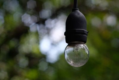 Low angle view of light bulb hanging on tree