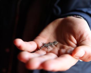 Close-up of hand holding leaf