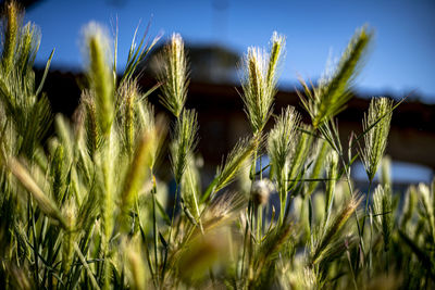 Close-up of wheat growing on field