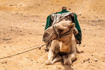 Elephant on sand