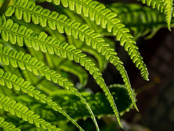 Macro photo of green fern petals. the fern bloomed. fern on a background of green plants