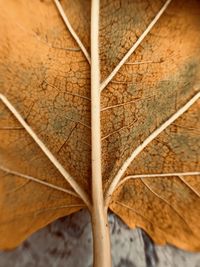 Close-up of dry leaf on wood