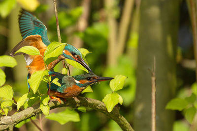 Kingfishers mating on plant