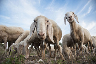 Sheep in a field