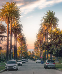 Palm trees against sky