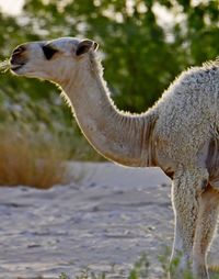 Camels in the wild nature and deserts