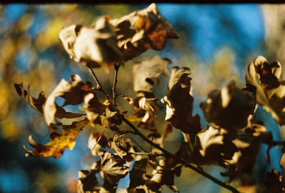 Close-up of flowers against the sky