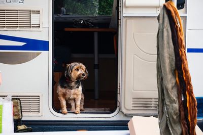 Close-up of dog sitting by window