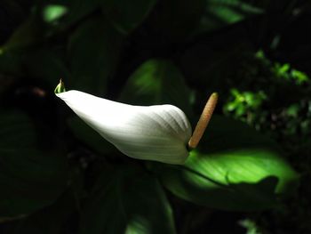 Close-up of white flowering plant