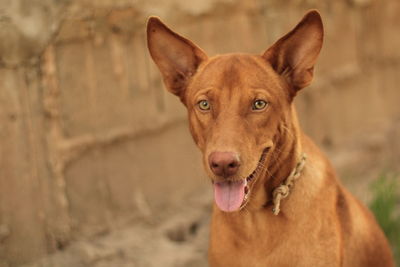 Close-up portrait of a dog