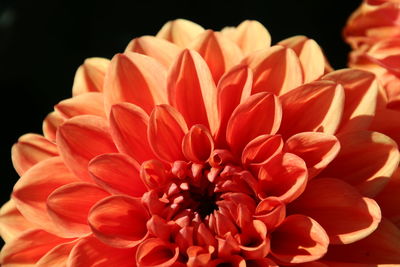 Extreme close-up of orange dahlia