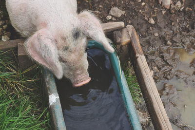 High angle view of pig drinking water