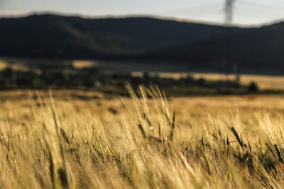 Close-up of stalks in field