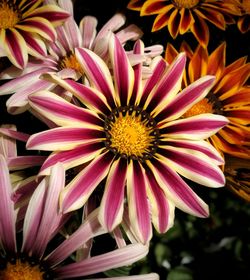 Close-up of pink flowering plants