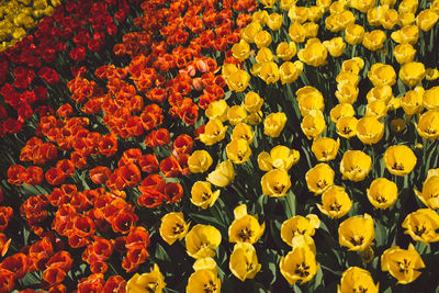 Full frame shot of multi colored tulips in field