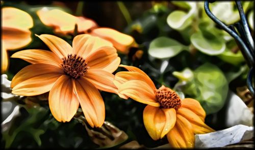 Close-up of yellow flower