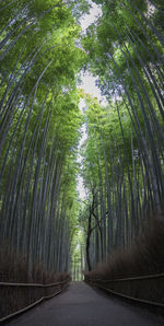 Empty road along trees in forest