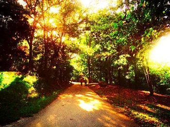 Trees along illuminated road