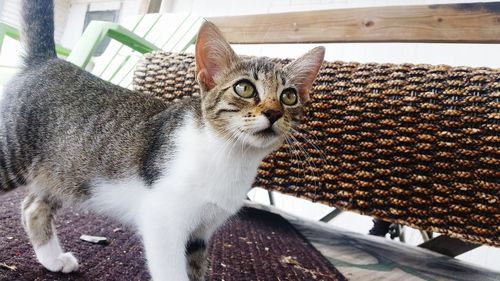 Close-up of cat looking up