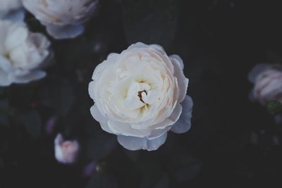 Close-up of white rose flower