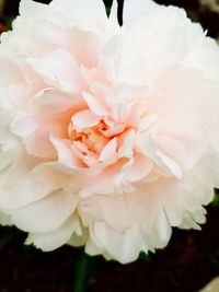 Close-up of white rose flower