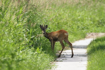 Side view of deer on field