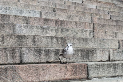 Pigeon perching on wall