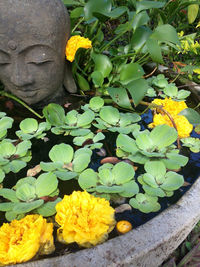 Close up of yellow flowers