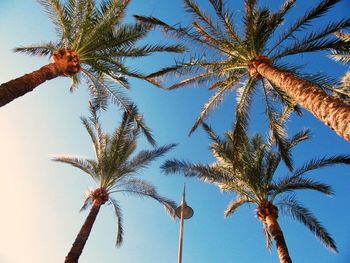 Low angle view of tree against clear sky