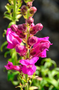 Close-up of pink flowering plant